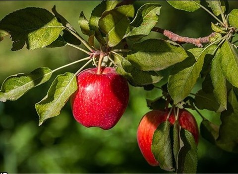 تصویر 2 از خرید و فروش سیب قرمز فرانسوی با شرایط فوق العاده
